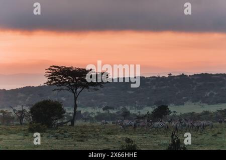 Zebras unter dem feurigen Sonnenuntergang in Masai Mara Stockfoto