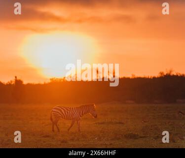 Zebras unter dem feurigen Sonnenuntergang in Masai Mara Stockfoto