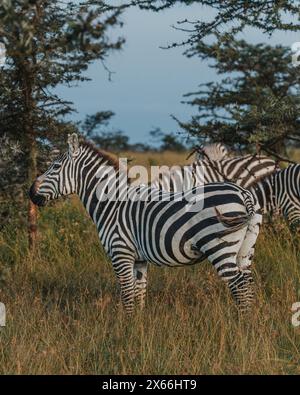 Ein wachsames Zebra steht in der grasbewachsenen Masai Mara-Landschaft Stockfoto