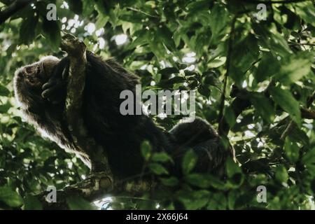 Schimpanse sitzt in den üppigen Baumkronen im ugandischen Wald Stockfoto