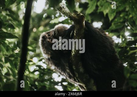 Schimpanse sitzt in den üppigen Baumkronen im ugandischen Wald Stockfoto