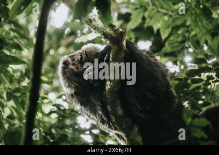 Schimpanse sitzt in den üppigen Baumkronen im ugandischen Wald Stockfoto