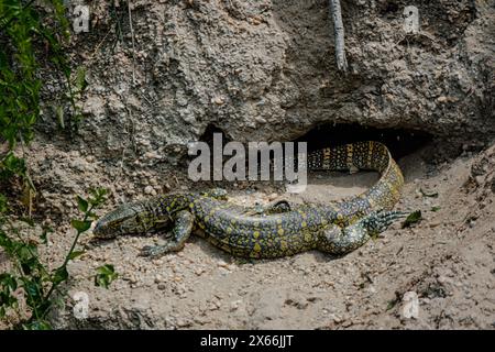 Warane, die aus ihrer Höhle im Kazinga Channel, Uganda, auftauchen Stockfoto