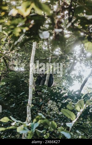 Schimpanse sitzt in den üppigen Baumkronen im ugandischen Wald Stockfoto