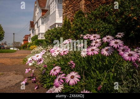 Winchelsea, 10. Mai 2024: Osteospermum 'Lady Leitrim' blüht in Hiham Green Stockfoto