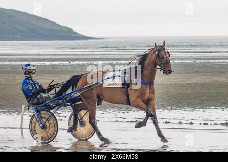 Harness-Rennen am Strand in Harbour View, Kilbrittain, West Cork, Mai 2024 Stockfoto