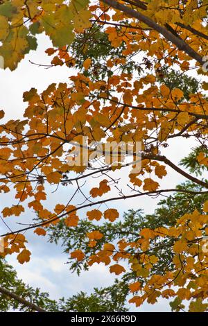 Italien, Sizilien, Nebrodi-Gebirge, Blätter Eiche im Herbst Stockfoto