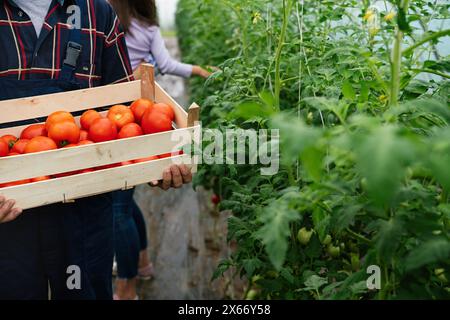 Bio-Gewächshausgeschäft. Der ältere Bauer pflückt frische und reife Tomaten in ihrem Gewächshaus. Stockfoto