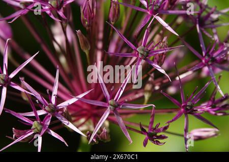 Frühling Großbritannien, Nahaufnahme von Allium Flower Stockfoto