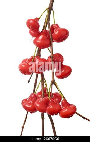 Ein Haufen Jambu- oder Rosenapfel auf einem isolierten weißen Hintergrund, Wasser, Wachs oder jamaikanischer Apfel, rote Farbe glockenförmige tropische Früchte Stockfoto