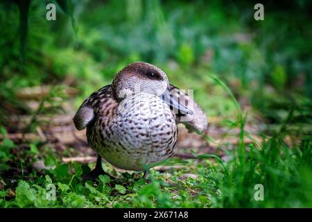 Marmaronetta angustirostris, eine mittelgroße Art, die in freier Wildbahn aufgrund der abnehmenden Lebensräume, der Wasserverschmutzung und der Verschmutzung von Wasser gefährdet ist Stockfoto