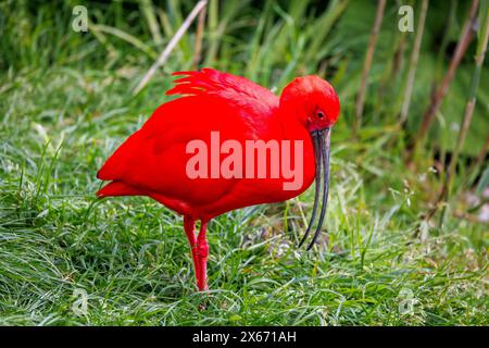 Ein reifer Scharlach Ibis, Eudocimus ruber. Eine Diät von roten Krebstieren erzeugt die scharlachrote Färbung. Bedroht in der Wildnis und der Nationalvogel von Tri Stockfoto