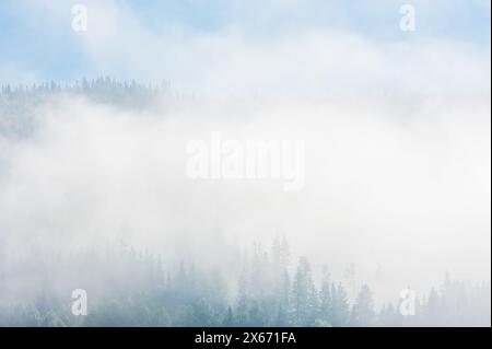 Ein ruhiger Blick auf einen Wald in Trysil, Norwegen, der in Nebel gehüllt ist, schafft eine ruhige und geheimnisvolle Atmosphäre. Die nebeligen Bedingungen sorgen für eine weiche Qualität t Stockfoto