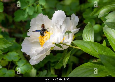 Makro einer violetten Tischlerbiene Xylocopa violacea-Biene auf einer weissen paeonia-Blüte. Retten Sie das Pestizidfreie Umweltschutzkonzept der Bienen. Stockfoto