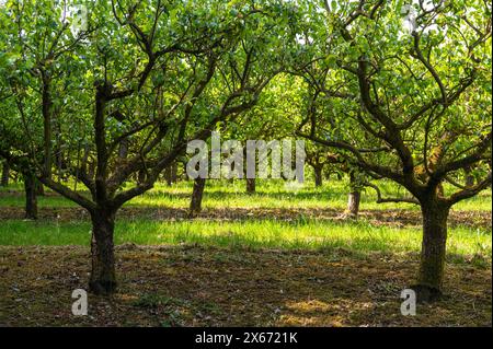 Birnenreihen in einem Obstgarten Anfang Mai in der Nähe von Cowbeach, East Sussex, mit frischen grünen Blättern und Gras an einem sonnigen Tag. Amygdaloideae. Stockfoto
