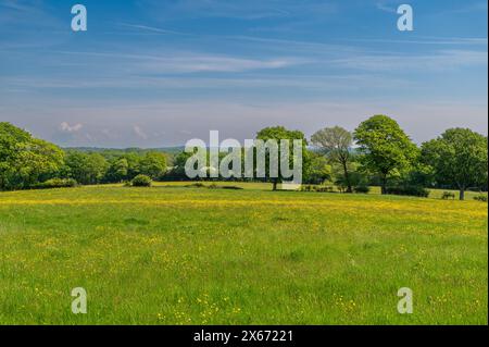 Hellgelbe Butterblumen auf einer Wiese an einem sonnigen Frühlingstag in England mit üppigem grünem Gras. Ranunkulus Acris. Stockfoto