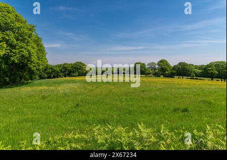 Hellgelbe Butterblumen auf einer Wiese an einem sonnigen Frühlingstag in England mit üppigem grünem Gras. Ranunkulus Acris. Stockfoto