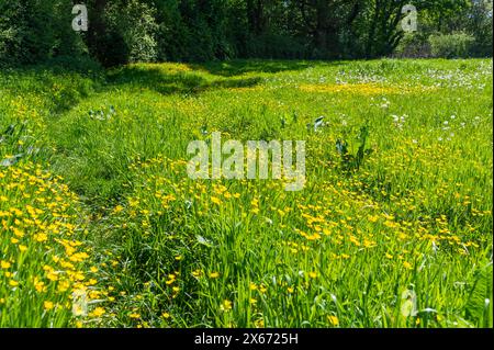 Leuchtend gelbe Butterblumen an einem sonnigen Frühlingstag in England mit üppigem grünem Gras. Ranunkulus Acris. Stockfoto