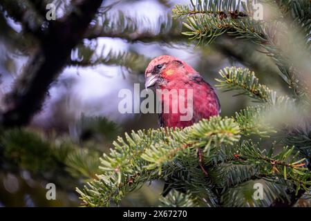 Männlicher weißgeflügelter Kreuzschnabel auf der Suche nach Essen. Stockfoto