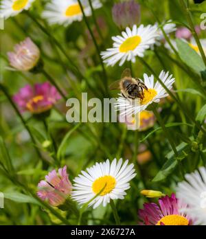 Makro einer Biene auf einer weißen Erigeron karvinskianus mexikanischen fleabane-Blüte. Stockfoto