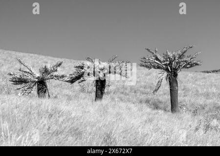 Drei gewöhnliche Bäume, Cyathea dregei, in schwarz-weiß, wachsen entlang einer Entwässerungslinie im Afromontanen Grasland des Drakensberges Stockfoto