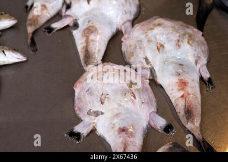 Angler Fisch Lophius piscatorius Seeteufel frischer Fisch Fisch Meeresfrüchte auf Ortigia Syrakus sizilien historischer Fischmarkt Italien Stockfoto