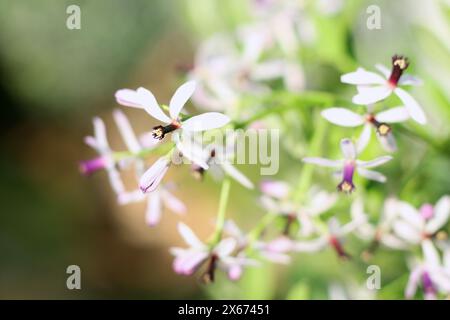 Melia Azedarach (Rosenkranzbaum oder Chinaberry) Blüten sind klein und duftend mit hellen violetten oder lilafarbenen Blüten. Stockfoto