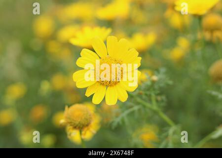 Gelbe Maisblüten (Glebionis segetum) blühen in der Natur. Nahaufnahme. Stockfoto