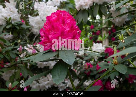 Großer Blumenkopf eines leuchtend rosafarbenen Rhododendrons in einem britischen Garten im späten Frühjahr. Stockfoto