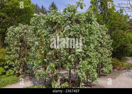 Große Zierblätter des sorbus thibetica john mitchell oder des tibetischen Weißbalkenbaums, gestützt von einem großen Rahmen Stockfoto