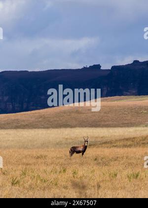 Unheilvoller Blick auf das Grasland der Drakensberg-Berge mit einem einzigen Blesbok und den dunklen Klippen im Hintergrund Stockfoto