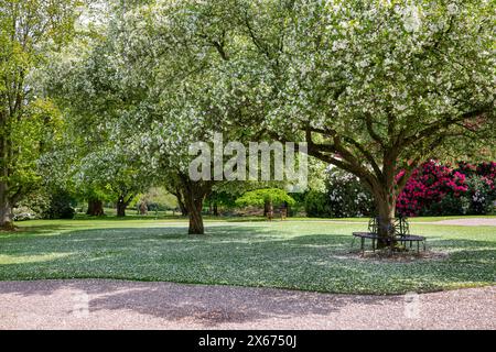 Malus Hupehensis mit Massen weißer Blüten, die von den Ästen auf das Gras darunter fallen wie Schnee. Stockfoto