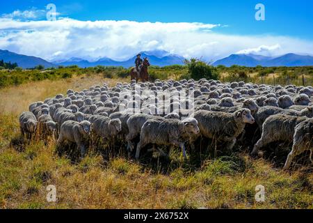 El Calafate, Patagonien, Argentinien - Gaucha auf einem Pferd treibt eine Schafherde durch die patagonische Pampa vor Berglandschaft, die Anden. El Calafate Patagonien Argentinien *** El Calafate, Patagonien, Argentinien Gaucha auf einem Pferd, das eine Schaf durch die patagonische Pampas vor einer Berglandschaft, den Anden El Calafate Patagonien Argentinien, treibt Stockfoto