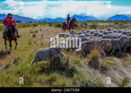 El Calafate, Patagonien, Argentinien - Gaucha und Gaucho auf Pferden treiben eine Schafherde durch die patagonische Pampa vor Berglandschaft, die Anden. El Calafate Patagonien Argentinien *** El Calafate, Patagonien, Argentinien Gaucha und Gaucho zu Pferd fahren eine Schafherde durch die patagonische Pampas vor einer Berglandschaft, den Anden El Calafate Patagonien Argentinien Stockfoto