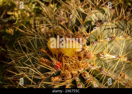 Natürliches Nahaufnahme blühendes Pflanzenporträt von Ferocactus Glaucescens, Glaukkaktus, in der schönen Frühlingssonne von Arizona. Verführerisch, Erstaunlich, Stockfoto