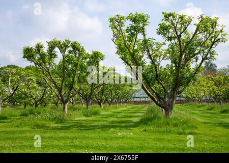 Ein englischer Obstgarten im späten Frühling mit gut geschnittenen Obstbäumen in Reihen mit üppigem grünem Gras darunter. Stockfoto