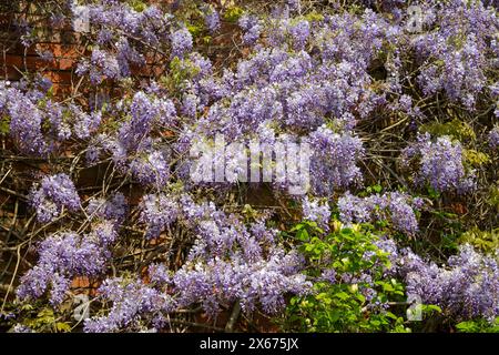 Reife Wisterien wachsen an einer alten Ziegelmauer und blühen in der hellen Frühlingssonne. Stockfoto