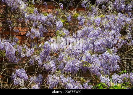 Reife Wisterien wachsen an einer alten Ziegelmauer und blühen in der hellen Frühlingssonne. Stockfoto