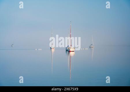 7 Schwäne schwimmen zwischen weißen Segelbooten auf dem Fluss Deben am Ramsholt Quay an einem nebeligen Frühlingsmorgen. Stockfoto