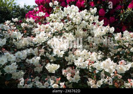 Wunderschöner weißer Rhododendron mit glockenförmigen Blumen, die in der späten Frühlingssonne leuchten. Stockfoto