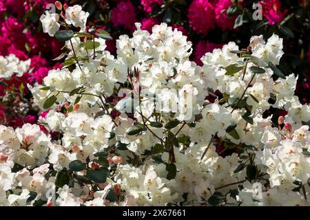 Wunderschöner weißer Rhododendron mit glockenförmigen Blumen, die in der späten Frühlingssonne leuchten. Stockfoto