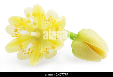 Lindenblume isoliert auf weißem Hintergrund. Stockfoto