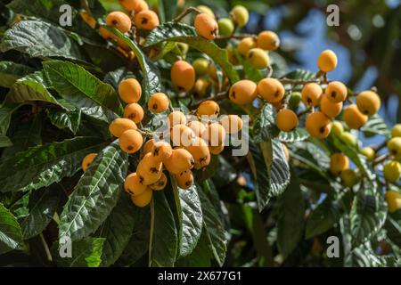 Loquats Früchte wachsen und Reifen zwischen grünem Laub auf Baumnähe. Stockfoto