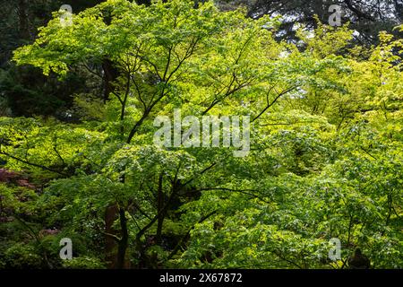 Frühlingssonnenlicht lässt das neue Laub eines japanischen Acer mit blassgrünen Blättern leuchten. Stockfoto