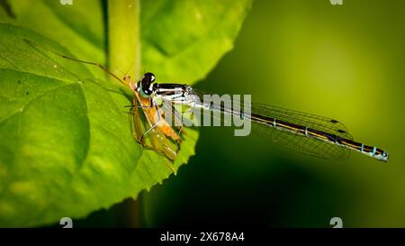 Azure Damselfly fressen Käfer, auf im Ausland Blattpflanze in der Sonne, sesshaft und essen. Verschwommener Hintergrund zur Darstellung des Bildes. Warme, sonnige Tage Stockfoto