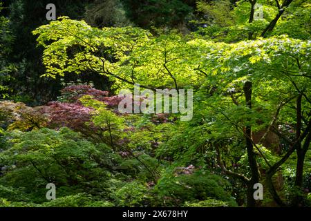 Frühlingssonnenlicht lässt das neue Laub eines japanischen Acer mit blassgrünen Blättern leuchten. Stockfoto