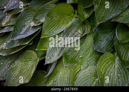 Die Blätter von Hosta Pflanzen nach dem Regen Stockfoto