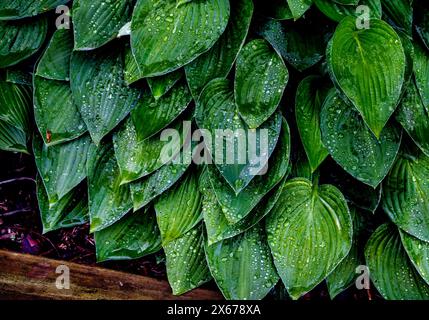 Die Blätter von Hosta Pflanzen nach dem Regen Stockfoto
