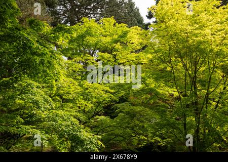 Frühlingssonnenlicht lässt das neue Laub eines japanischen Acer mit blassgrünen Blättern leuchten. Stockfoto