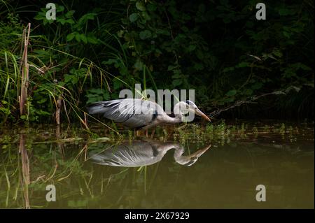 Grauer Reiher im Wasser, Reiher, grauer Reiher, Vogel, Tier Stockfoto